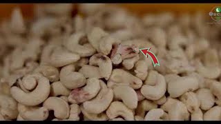 AUTOMATIC  CASHEW NUT PROCESSING TECHNOLOGY ADVANCED MODERN CASHEW NUT PROCESSING  | Food factory