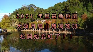 2021 年度最新桃園大溪月眉山豬湖落羽松開始变紅了！！