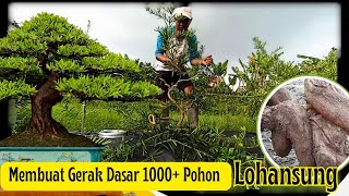 1000+ Pohon Lohansung Dalam Proses Pembentukan Gerak Dasar