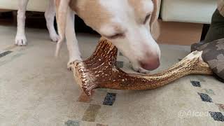 2021/09/21 鹿の角を齧るビーグル犬 4K動画 Beagle dogs biting deer horns