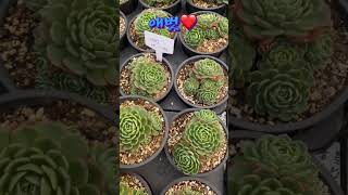 풍성한 자연군생 다육 애벗 가격은 1만원❤️ plants #succulent #cactus #국민다육 #민이네다육 010-6863-0625