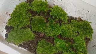 TUTORIAL / CARA MEMBUAT TERRARIUM FORREST MINI DIY PART 3 END - BP DIMAS