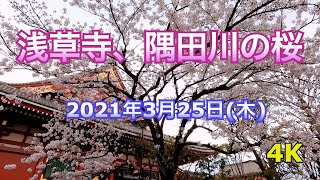 【4K】浅草寺、浅草神社、隅田川の桜　2021年3月25日撮影