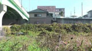 真岡鉄道ＳＬ　中館のコスモスと夕日　2009-11-15