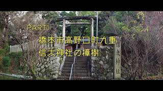 橋本市信太神社の樟樹とかつらぎ町丹生酒殿神社の銀杏　4K