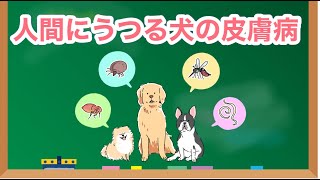 人にうつる犬の皮膚病ってあるの？【獣医師解説】