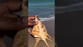 சங்கு #சங்கு #conch #shell #panchmukhi #snail #snails #shankh #cow conch #beach #beachlife #sea