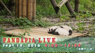 Pandapia live 20160910 2015/2016級熊貓寶寶成長直播