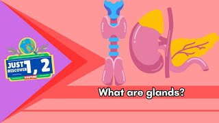 What are Glands? | Anatomy \u0026 Physiology | Just 1, 2 Discover