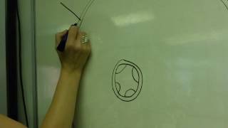Low power microscope drawing - Adding labels