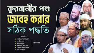 কোরবানির পশু জবাই করার সঠিক নিয়ম ও জবেহ করার দোয়া