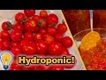 Growing Hydroponic Tomatoes for the Perfect Homemade Salsa