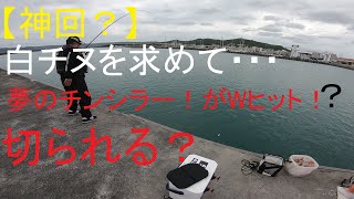 【沖縄釣り】【神回！？】夢のチンシラーまさかのWヒット？師匠ついに逆転大物ゲットか！