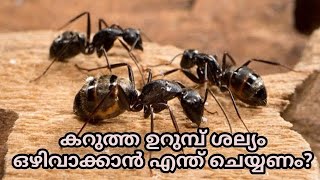 കറുത്ത ഉറുമ്പ് ശല്യം ഒഴിവാക്കാൻ എന്ത്‌ ചെയ്യണം?