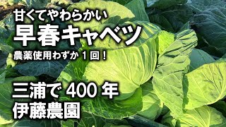 三浦で400年続く伊藤農園が作る甘くてやわらかく絶品！早春キャベツ