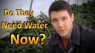 Should You Water Dormant Plants Through the Winter?