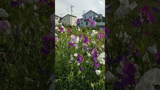 住宅街の空き地に 薄紫色の花と白い花が咲いていた　2024 05 20