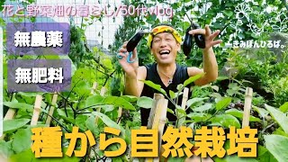 【きみぽん菜園生活/50代vlog＃211】種から栽培/自然栽培/菜園でランチ/カセットコンロ