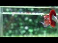 betta usa ti 1570 live betta fish high quality halfmoon male red dragon