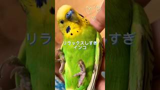 ニギコロは癒し編　セキセイインコ　ホッピー