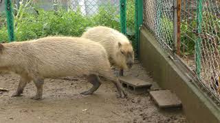 カピバラ (日立市かみね動物園) 2017年10月21日