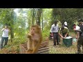 Monkeys Kaka and Mit will be joined by the forest monkeys after ENV releases them!