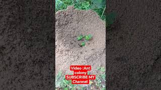 Ant colony | ant queen | @Anttube2018 | subscribe my channel ❤️❤️❤️❤️2024