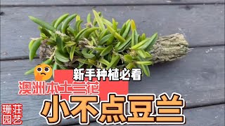 148新手种植必看 澳洲本土兰花 小不点豆兰