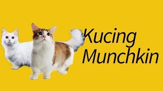 Munchkin Cat Kesayangan Kucing Munchkin Peliharaan Kami