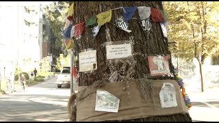 Kitsilano elm tree to be removed despite community opposition