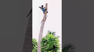 #tree cutting video,#trichy_tree cutter-mani,#inspiration,#motivational,#trending,#youtube shorts