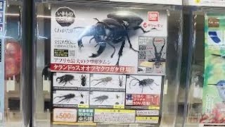 【ガチャガチャ】stag beetle バンダイ いきもの大図鑑 くわがた04 やっと見つけたよ！ゴマダラカミキリ　\