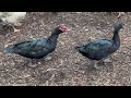 the docile muscovy duck an overview and why you should keep them