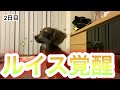 子犬にお手を教えたらこうなりました【子犬お手練習】