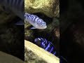 Kenny and Demasoni Mbuna African Cichlids