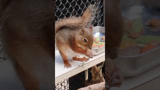 若夏🌞⑤ニホンリス・日本栗鼠★水ぐびぐび・Japanese_squirrel・・・沖縄こどもの国・Okinawa Zoo \u0026 Museum(20210513)