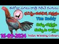 16 September 2024 Today Winning Colours//Ytm Reddy Farming Channel//Kukkuta Sastram