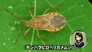 30秒の心象風景28305・クズの葉に～ホシハラビロヘリカメムシ～