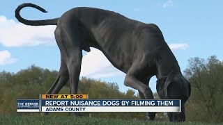 Adams County to allow neighbors to report nuisance dogs by shooting video