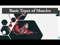 What are different types of Muscles and their Functions?