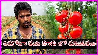 టమోటా సాగు మార్గదర్శకం |టమోటాలు ఎలా పండించాలి? | టమాట వ్యవసాయ పద్ధతులు | Tomato Cultivation| Outgrow