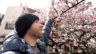Winter CHERRY BLOSSOMS in JAPAN + French Food & Craft Beer | Atami, Japan