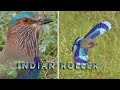 Indian Roller Bird | नीलकंठ | Close up view | Calls | Slow motion flight |