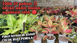 obral paket aglonema termurah akhir bulan 100k 10 pohon ‼️