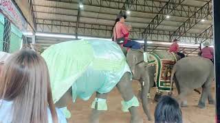 การถ่ายทอดสดของ พังโมเมย์ พลายนะโม Namo Elephant Surin