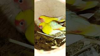 Love Bird Breeding Season