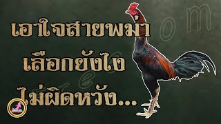 ไก่สายพันธุ์พม่าแท้สังเกตง่ายนิดเดียว...!!!