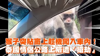 猴子突貼窗上趁機闖入車內！　泰國情侶公路上險遭「搶劫」｜猴子｜寵物動物