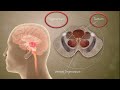 human brain midbrain brain anatomy mesencephalon neuroscience