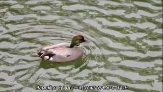 大阪城のヨシガモ：葦鴨：Anas falcata－大阪城公園－2015 04 29